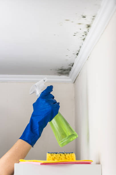 Best Real Estate Mold Inspection  in Sun Prairie, WI